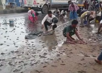 মাজ ৰাস্তাতে মাছৰ বৰষুণ! নিজৰ গন্তব্য স্থান এৰি লাগি গ’ল মাছ বুটলাত; হাতে-হাতে বাল্টি, বাকচ, মুঠতে মাছ বুটলিবলৈ লাগিল প্ৰতিযোগিতা, Watch Viral Video
