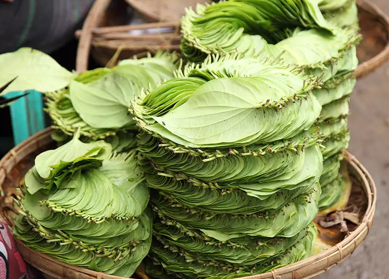 Health Tips: সাধাৰণ বুলি ভৱা পান (Betel Leaves)ৰো আছে বহু আশ্চৰ্যকৰ লাভালাভ; কেৱল আজিৰে পৰা খাবলৈ আৰম্ভ কৰি দিয়ক, পিছে জানো আহক লাভালাভবোৰ কি কি?