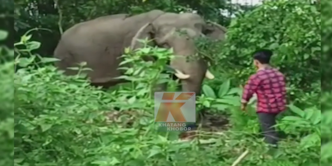 Elephant Vs Reels! ভিডিঅ’টো চাই আপুনি হাঁহিবয়ে নে; খঙে কৰিব? হাতীৰ লগত ‘ৰীলছ’ বনাবলৈ গৈ এই অৱস্থা হ’ল এজন যুৱকৰ, Watch Viral Video