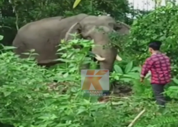 Elephant Vs Reels! ভিডিঅ’টো চাই আপুনি হাঁহিবয়ে নে; খঙে কৰিব? হাতীৰ লগত ‘ৰীলছ’ বনাবলৈ গৈ এই অৱস্থা হ’ল এজন যুৱকৰ, Watch Viral Video