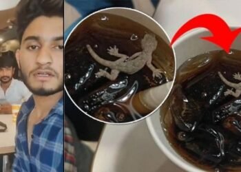ছিঃ! McDonald’sত পাৰ্টী কৰিবলৈ গ’ল; অৰ্ডাৰ দিলে ক’ল্ড ড্ৰিংকছ, কিন্তু যেতিয়া খাবলৈ ওলাল তেতিয়া পালে ওপঙি থকা মৰা জেঠী (Dead Lizard), টুইটাৰত শ্বেয়াৰ কৰিলে Video