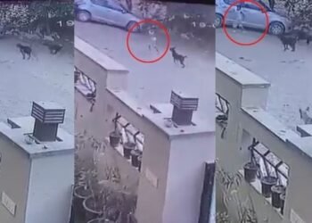 Beware of Dog! এই ভয়ংকৰ ভিডিঅ’টো চালে আপুনিও হয়তো কুকুৰক ভয় কৰিব; বাটৰুৱা কুকুৰে এটি শিশুৰ ওপৰত কৰে আক্ৰমণ, চাওক Horrific Viral Video
