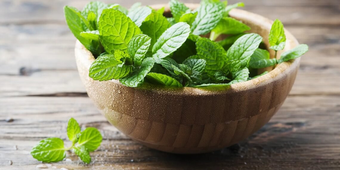 Health Tips: পুদিনা (Spearmint) দেখিলে লৈ আহিব, থৈ নাহিব; কিয়নো পুদিনাৰ এইকেইটা লাভালাভ শুনিলে আপুনি হয়তো আজিৰে পৰা খোৱা আৰম্ভ কৰি দিব, পিছে জানো আহক লাভালাভবোৰ কি কি?