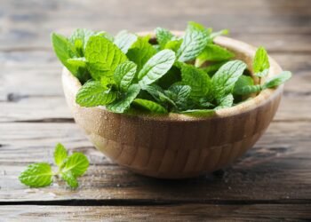 Health Tips: পুদিনা (Spearmint) দেখিলে লৈ আহিব, থৈ নাহিব; কিয়নো পুদিনাৰ এইকেইটা লাভালাভ শুনিলে আপুনি হয়তো আজিৰে পৰা খোৱা আৰম্ভ কৰি দিব, পিছে জানো আহক লাভালাভবোৰ কি কি?