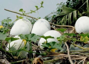 Health Tips: কোমোৰাৰো (White Gourd) আছে বহু লাভালাভ; কেৱল খাব দিলে নাখাও বুলি নক’ব, পুৰুষৰ বৃদ্ধি হ’ব এইবিধ বস্তু, তাৰ আগতে জানি লওক ইয়াৰ গুণাগুণবোৰ কি কি?