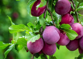 Health Tips: প্লাম (Plum) খাই ভাল পায়নে? যদি পায় তেন্তে আপোনাৰে হৈ আছে বহু লাভ; যদি নাপায় তেন্তে আপোনাৰে হৈ আছে লোকচান, পিছে জানি লও আহক ইয়াৰ লাভালাভবোৰ কি কি?
