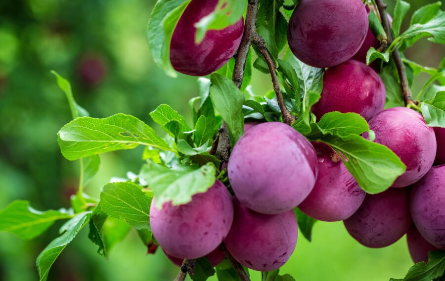 Health Tips: প্লাম (Plum) খাই ভাল পায়নে? যদি পায় তেন্তে আপোনাৰে হৈ আছে বহু লাভ; যদি নাপায় তেন্তে আপোনাৰে হৈ আছে লোকচান, পিছে জানি লও আহক ইয়াৰ লাভালাভবোৰ কি কি?