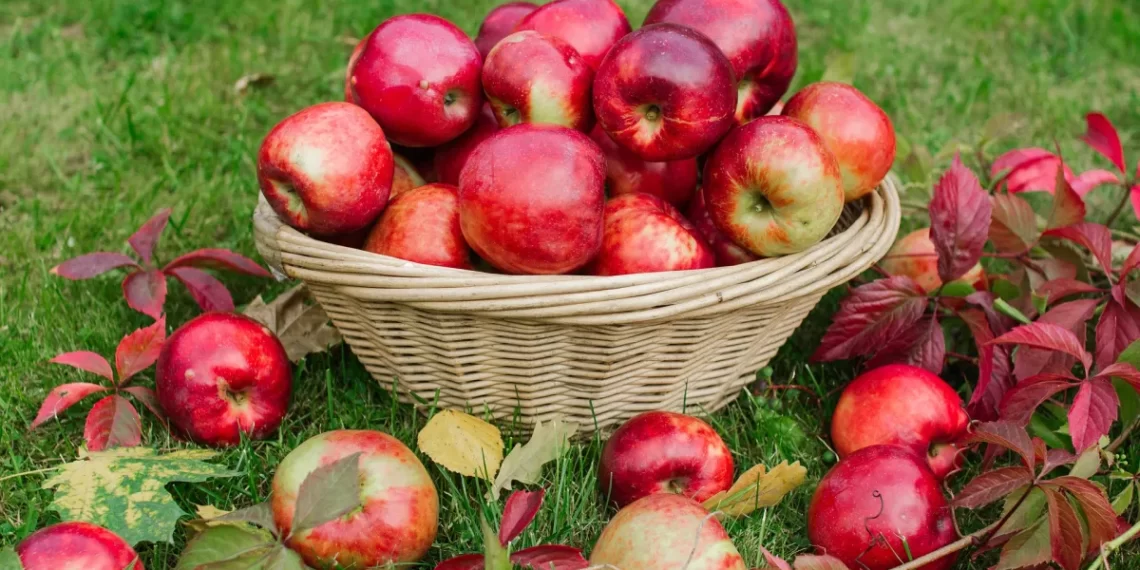 Health Tips: প্ৰতিদিনে এটা আপেল (Apple) খোৱা আৰম্ভ কৰক; কাৰণ ইয়াৰ লাভালাভবোৰ পঢ়িলে আপুনিও আজিৰে পৰা খোৱা আৰম্ভ কৰি দিব, বিশেষকৈ পুৰুষসকলৰ বাবে ই অতিকে লাভজনক