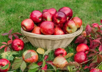 Health Tips: প্ৰতিদিনে এটা আপেল (Apple) খোৱা আৰম্ভ কৰক; কাৰণ ইয়াৰ লাভালাভবোৰ পঢ়িলে আপুনিও আজিৰে পৰা খোৱা আৰম্ভ কৰি দিব, বিশেষকৈ পুৰুষসকলৰ বাবে ই অতিকে লাভজনক