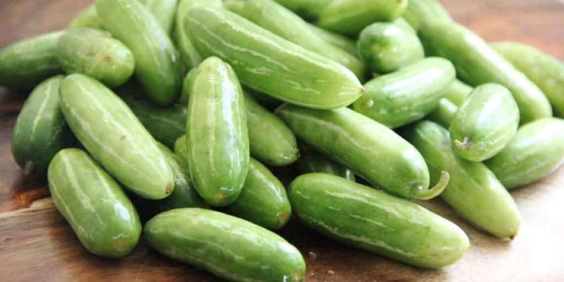 Health Tips: বহুতেই হয়তো কুন্দুলী (Ivy Gourd) খাই বেয়া পায়; কিন্তু এই পাচলিবিধৰ আছে বহু আশ্চৰ্যকৰ লাভালাভ, খাবলৈ আৰম্ভ কৰি দিয়াৰ আগতে জানি লওক লাভালাভবোৰ কি কি?