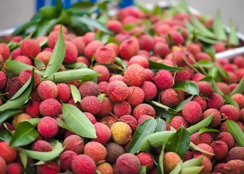 Health Tips: লিচু (Lychee) হয়তো আপুনিও নিশ্চয় খাই ভাল পায়; কিন্তু আপুনি জানেনে গ্ৰীষ্মকালৰ আটাইতকৈ প্ৰিয় এইবিধ ফলৰ আছে বহু আশ্চৰ্যকৰ লাভালাভ, আহক জানো কি কি?