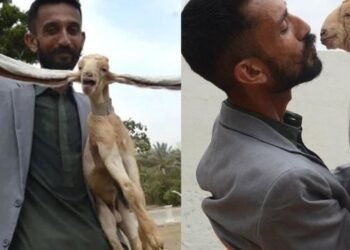 আজৱ! দীঘল কাণেৰে জন্ম হ’ল এটা ছাগলী (Long Eared Goat); ‘চিম্বা’ নামৰ ছাগলীটোৰ জন্মৰ সময়ত কাণৰ দৈৰ্ঘ্য আছিল ১৯ ইঞ্চি, সমগ্ৰ বিশ্বতে চেলিব্ৰিটি হৈ পৰে ছাগলীটো, ভাইৰেল হৈ পৰিছে Photos