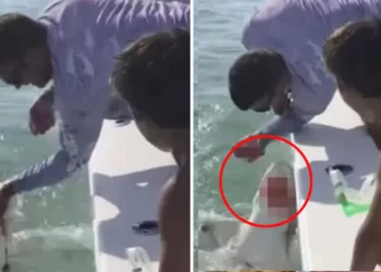 সাৱধানৰ মৰণ নাই! Sharkক হাতেৰে উঠাই আছিল; তাৰ পিছত যি ঘটিল সেয়া শুনি আপোনাৰো বুকু কঁপি উঠিব, Watch Photo