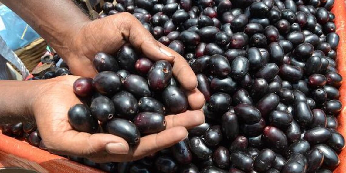 Health Tips: জামুক (Jamun) খাই ভাল পায়নে? যদি পায় তেন্তে আপোনাৰে হৈ আছে লাভ; যদি নাপায় তেন্তে আপোনাৰ হৈ আছে বহু বেছি লোকচান, আহক জানি লওক লাভালাভবোৰ কি কি?