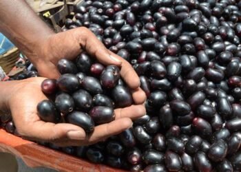 Health Tips: জামুক (Jamun) খাই ভাল পায়নে? যদি পায় তেন্তে আপোনাৰে হৈ আছে লাভ; যদি নাপায় তেন্তে আপোনাৰ হৈ আছে বহু বেছি লোকচান, আহক জানি লওক লাভালাভবোৰ কি কি?