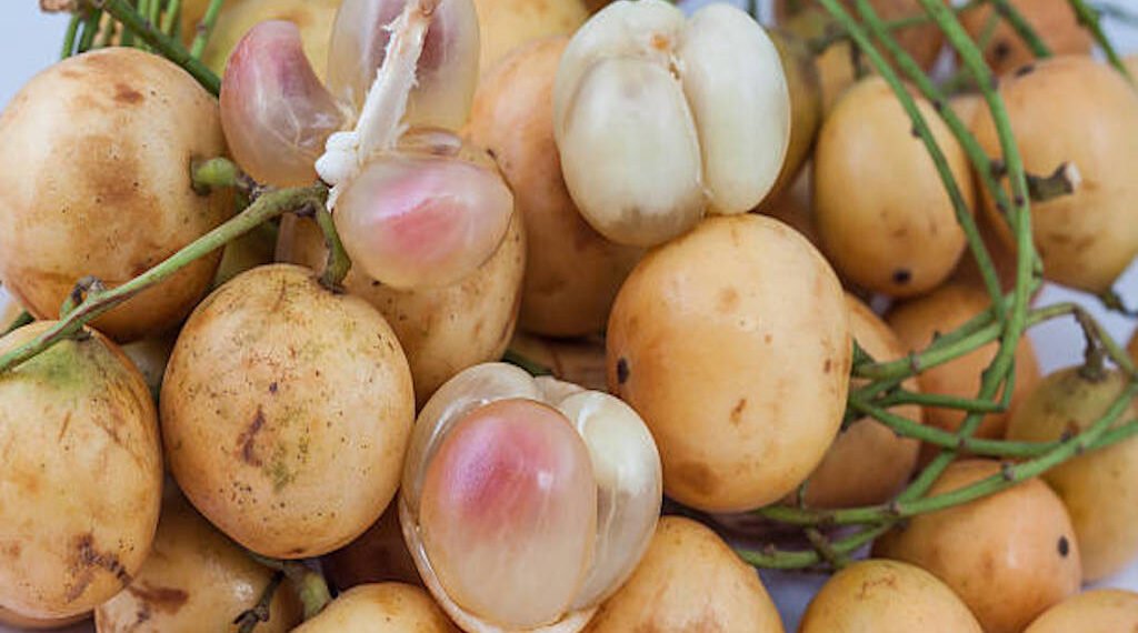 Health Tips: লেটেকু (Burmese Grapes) খাই ভাল পায়নে? যদি পাই আপোনাৰে হৈ আছে বহু লাভালাভ; যদি নাপায় তেন্তে পঢ়ি লওক এই লাভালাভবোৰ, জানো আহক কি কি?