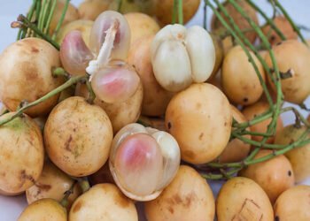 Health Tips: লেটেকু (Burmese Grapes) খাই ভাল পায়নে? যদি পাই আপোনাৰে হৈ আছে বহু লাভালাভ; যদি নাপায় তেন্তে পঢ়ি লওক এই লাভালাভবোৰ, জানো আহক কি কি?