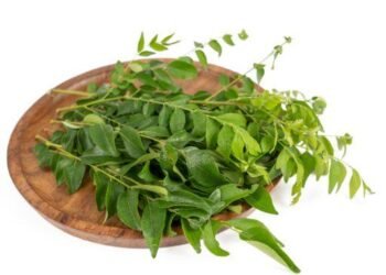 Health Tips: ৰাতিপুৱা শুই উঠি চোবাবলৈ আৰম্ভ কৰক নৰসিংহ পাত (Curry Leaves); পাব এইবোৰ লাভালাভ, আহক জানো কি কি?