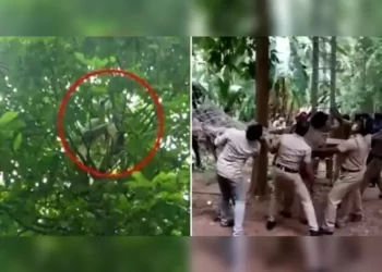 Very Very Bad Luck! কোনোমতে জেলৰ পৰা পলাই গছত উঠিছিলহে কয়দী (Prisoner); কিন্তু ইমানেই বেয়া ভাগ্য আছিল যে গছৰ ডালে ভাঙি পৰে, তাৰ পিছত…Watch Viral Video
