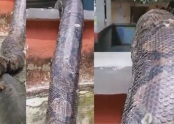 ইমান ডাঙৰ সঁচাকৈয়ে! কেতিয়াও দেখা নাই হয়তো ইমান ডাঙৰ সাপ; ভিডিঅ’ চালে আপোনাৰো গাৰ নোম শিঁয়ৰি উঠিব, চাওক Viral Video