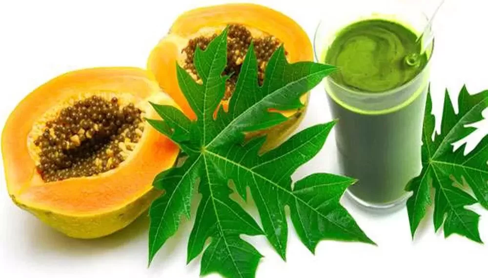 Health Tips: অমিতা যিমান উপকাৰী তাতোকৈ দুগুণ উপকাৰী অমিতা গছৰ পাত (Papaya Leaves); ইয়াৰ আছে বহু আশ্চৰ্যকৰ লাভালাভ, পিছে জানি লও আহক কি কি?