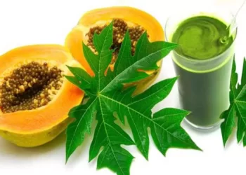 Health Tips: অমিতা যিমান উপকাৰী তাতোকৈ দুগুণ উপকাৰী অমিতা গছৰ পাত (Papaya Leaves); ইয়াৰ আছে বহু আশ্চৰ্যকৰ লাভালাভ, পিছে জানি লও আহক কি কি?