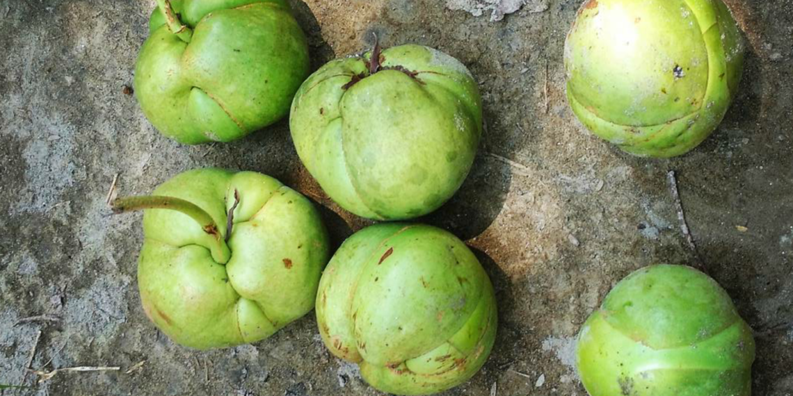 Health Tips: ঔ টেঙা (Elephant Apple) খায় নে নাখায়; যদি খায় তেন্তে আপোনাৰে হৈ আছে বহু লাভালাভ, যদি নাখায় তেন্তে পঢ়ি লওক এই লাভালাভবোৰ…