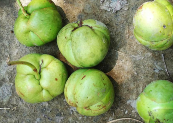 Health Tips: ঔ টেঙা (Elephant Apple) খায় নে নাখায়; যদি খায় তেন্তে আপোনাৰে হৈ আছে বহু লাভালাভ, যদি নাখায় তেন্তে পঢ়ি লওক এই লাভালাভবোৰ…