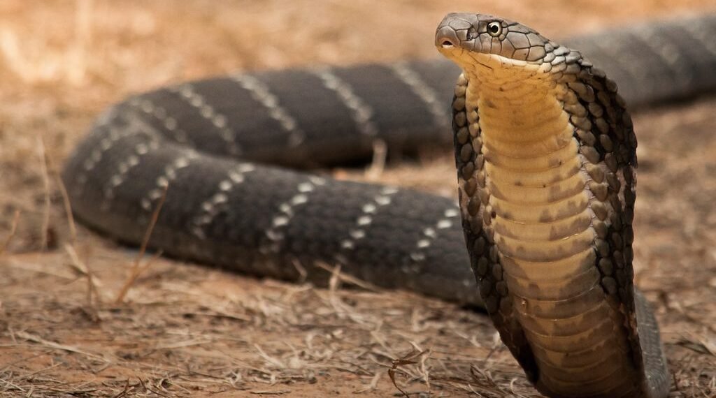 কৰুণ! সৰ্প দংশনত (Snake Bite) প্ৰাণ হেৰুওৱা জ্যেষ্ঠ ভাতৃৰ অন্তিম সংস্কাৰৰ দিনাই সাপে খুঁটিলে কনিষ্ঠ ভাতৃকো; নিশা শুই থাকোতে কনিষ্ঠ ভাতৃ আৰু এজন আত্মীয়ক খুঁটিছিল সাপে
