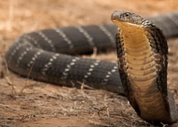 কৰুণ! সৰ্প দংশনত (Snake Bite) প্ৰাণ হেৰুওৱা জ্যেষ্ঠ ভাতৃৰ অন্তিম সংস্কাৰৰ দিনাই সাপে খুঁটিলে কনিষ্ঠ ভাতৃকো; নিশা শুই থাকোতে কনিষ্ঠ ভাতৃ আৰু এজন আত্মীয়ক খুঁটিছিল সাপে