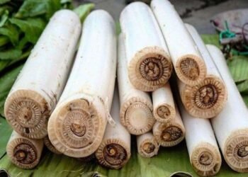 Health Tips: কল পচলা (Banana Stem) খাই হয়তো সকলোৱে ভাল পায়; কিন্তু জানেনে আপুনি খাই ভালপোৱা এই পাচলিবিধৰ আছে বহু লাভালাভ, আহক জানো কি কি?