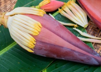 Health Tips: কলডিল (Banana Flower) খাই ভাল নোপোৱা মানুহ হয়তো কমেই আছে! কিন্তু এই খাই ভালপোৱা পাচলিবিধৰ আছে বহু লাভালাভ, পিছে জানো আহক লাভালাভবোৰ কি কি?