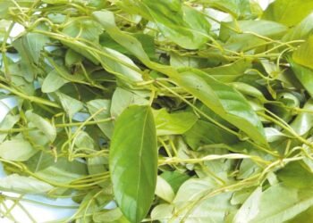 Health Tips: অকটা গোন্ধৰ বাবে ‘ভেদাইলতা’ (Bhedailota) খাবলৈ বেয়া পাই নেকি? কিন্তু জানেনে এই বনশাকবিধৰ এনে বহু আশ্চৰ্যকৰ গুণাগুণ আছে যিবোৰ পঢ়িলে আপুনিও হ’ব আচৰিত; পিছে জানো আহক লাভালাভবোৰ কি কি?