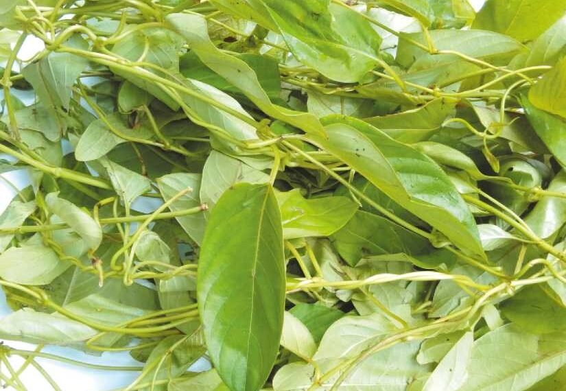 Health Tips: অকটা গোন্ধৰ বাবে ‘ভেদাইলতা’ (Bhedailota) খাবলৈ বেয়া পাই নেকি? কিন্তু জানেনে এই বনশাকবিধৰ এনে বহু আশ্চৰ্যকৰ গুণাগুণ আছে যিবোৰ পঢ়িলে আপুনিও হ’ব আচৰিত; পিছে জানো আহক লাভালাভবোৰ কি কি?