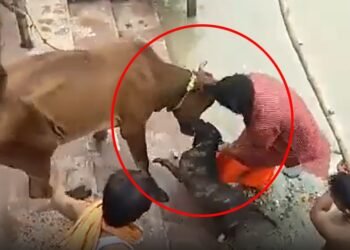 কুকুৰ পুহোতে সাৱধান হওক! Pitbull কুকুৰৰ এনে আক্ৰমণাত্মক ৰূপ দেখিলে আপুনিও খাব ভয়; Watch Viral Video
