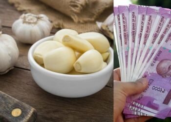 Lifestyle Tips: নহৰুৱে (Garlic) সলনি কৰিব পাৰে আপোনাৰ ভাগ্য; স্বাস্থ্য আৰু উপাৰ্জনো যথেষ্ট উন্নত কৰিব এইসমূহ উপায়ে, আহক জানো কি কি?