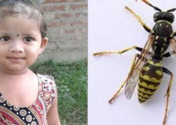 কৰুণ! বৰলে প্ৰাণ কাঢ়িলে এটি ৫ বছৰীয়া কণমানিৰ; ঘৰৰ চোতালত খেলি থকা সময়তে কামুৰিলে বৰ বৰলে, বিষত ছটফটাই অৱশেষত হ’ল মৃত্যু