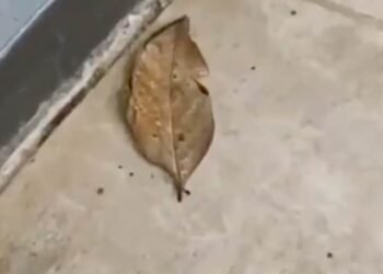আজৱ! এটা ‘শুকান পাতে’ বহু মানুহক বিভ্ৰান্তিত পেলাইছে; কিন্তু কিয়? কাৰণটো জানিলে আপুনিও আচৰিত হৈ উঠিব, Watch Viral Video