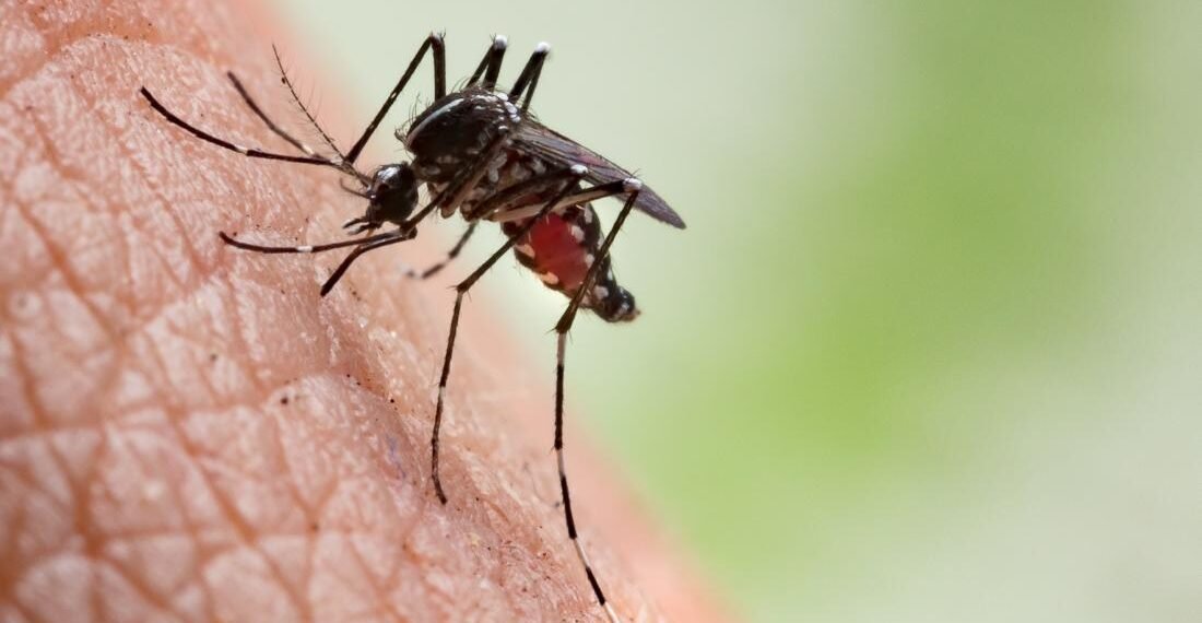 Lifestyle Tips: সকলোকে নহয় এইসকল লোকক বেছি কামোৰে মহে (Mosquito Bite); আপোনাকো বেছি কামোৰে নেকি, যদি কামোৰে তেন্তে ইয়াৰ আঁৰত আছে বহুকেইটা কাৰণ, পিছে জানি লও আহক কি কি