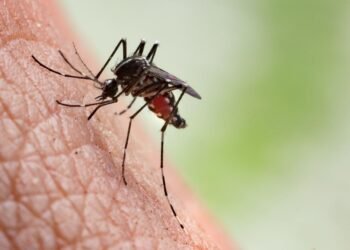 Lifestyle Tips: সকলোকে নহয় এইসকল লোকক বেছি কামোৰে মহে (Mosquito Bite); আপোনাকো বেছি কামোৰে নেকি, যদি কামোৰে তেন্তে ইয়াৰ আঁৰত আছে বহুকেইটা কাৰণ, পিছে জানি লও আহক কি কি