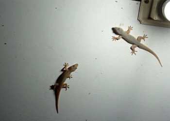 Lifestyle Tips: ঘৰৰ ঠায়ে-ঠায়ে ঘূৰি ফুৰা জেঁঠীৰ (Lizard)ৰ পৰা অশান্তি পাই আছে নেকি? যদি পাই আছে তেন্তে আছে এই ৪টা উপায়, কেতিয়াও দেখা নিদিব জেঁঠীয়ে, আহক জানো কি কি?