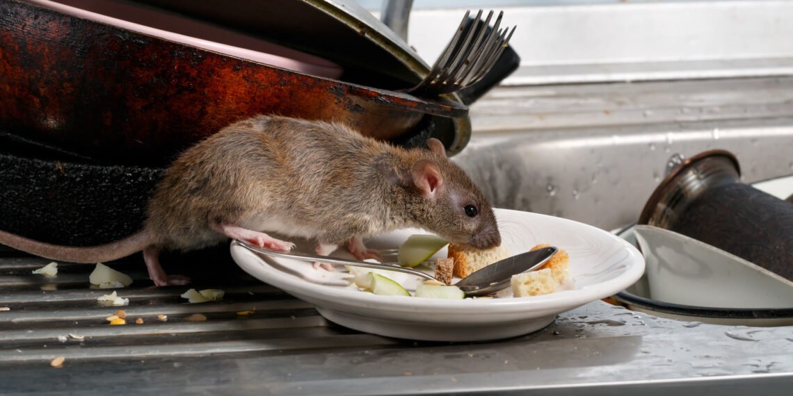 Lifestyle Tips: নমৰাকৈ ঘৰৰ পৰা নিগনি (Rats) আঁতৰাব বিচাৰিছে নেকি? যদি বিচাৰিছে তেন্তে ইয়াতকৈ ভাল উপায় আৰু ক’তো নাপাব, ঘৰত কেতিয়াও দেখা নাপাব নিগনি, আহক জানো উপায়বোৰ কি কি?