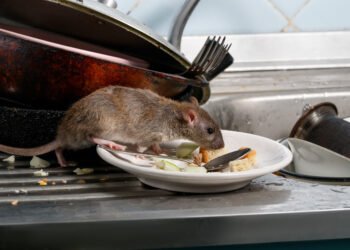 Lifestyle Tips: নমৰাকৈ ঘৰৰ পৰা নিগনি (Rats) আঁতৰাব বিচাৰিছে নেকি? যদি বিচাৰিছে তেন্তে ইয়াতকৈ ভাল উপায় আৰু ক’তো নাপাব, ঘৰত কেতিয়াও দেখা নাপাব নিগনি, আহক জানো উপায়বোৰ কি কি?