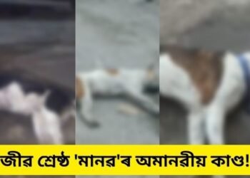 জীৱ শ্ৰেষ্ঠ ‘মানৱ’ৰ অমানৱীয় কাণ্ড! বজাৰত ঘূৰি ফুৰা ১৬টাকৈ কুকুৰক পেলনীয়া মাংসত বিহ মিহলাই খুৱাই কৰিলে হত্যা