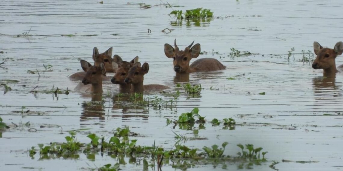 বানত কাজিৰঙা ৰাষ্ট্ৰীয় উদ্যানঃ মৃত্যুক আঁকোৱালিছে বন্যপ্ৰাণীয়ে ..