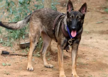 কে-নাইন স্কোৱাড শীলাই বুধবাৰে পুৱা শেষ নিস্বাস ত্যাগ কৰে ।