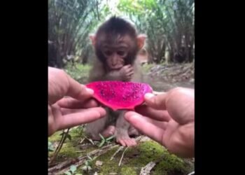 ছিকিম চৰকাৰৰ বন, পৰিৱেশ আৰু বন্যপ্ৰাণী বিভাগ সকীয়াই দিয়ে  !!