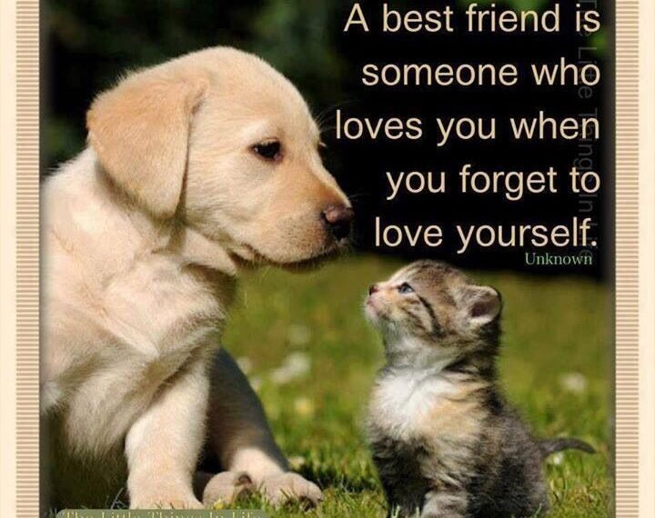 ভাল বন্ধু কোন হয়  !!!!