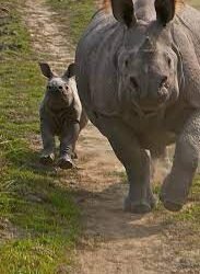 শিলঘাটত গঁড়ৰ আক্ৰমনত আহত ১