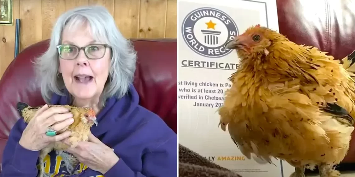 Peanut, the World’s Oldest Living Chicken, Celebrates 21 Years